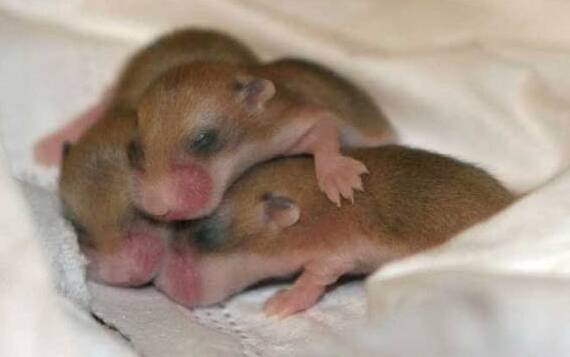 Sleeping hamster kids