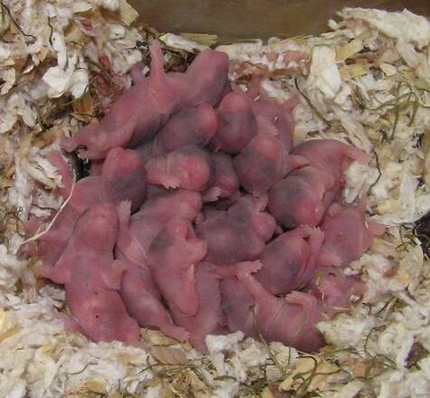 A lot little hamsters